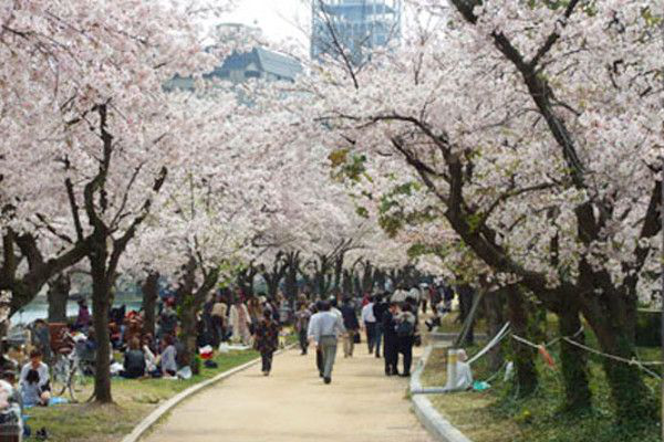 日本で最高の桜祭りと見どこれ 放送ニュース